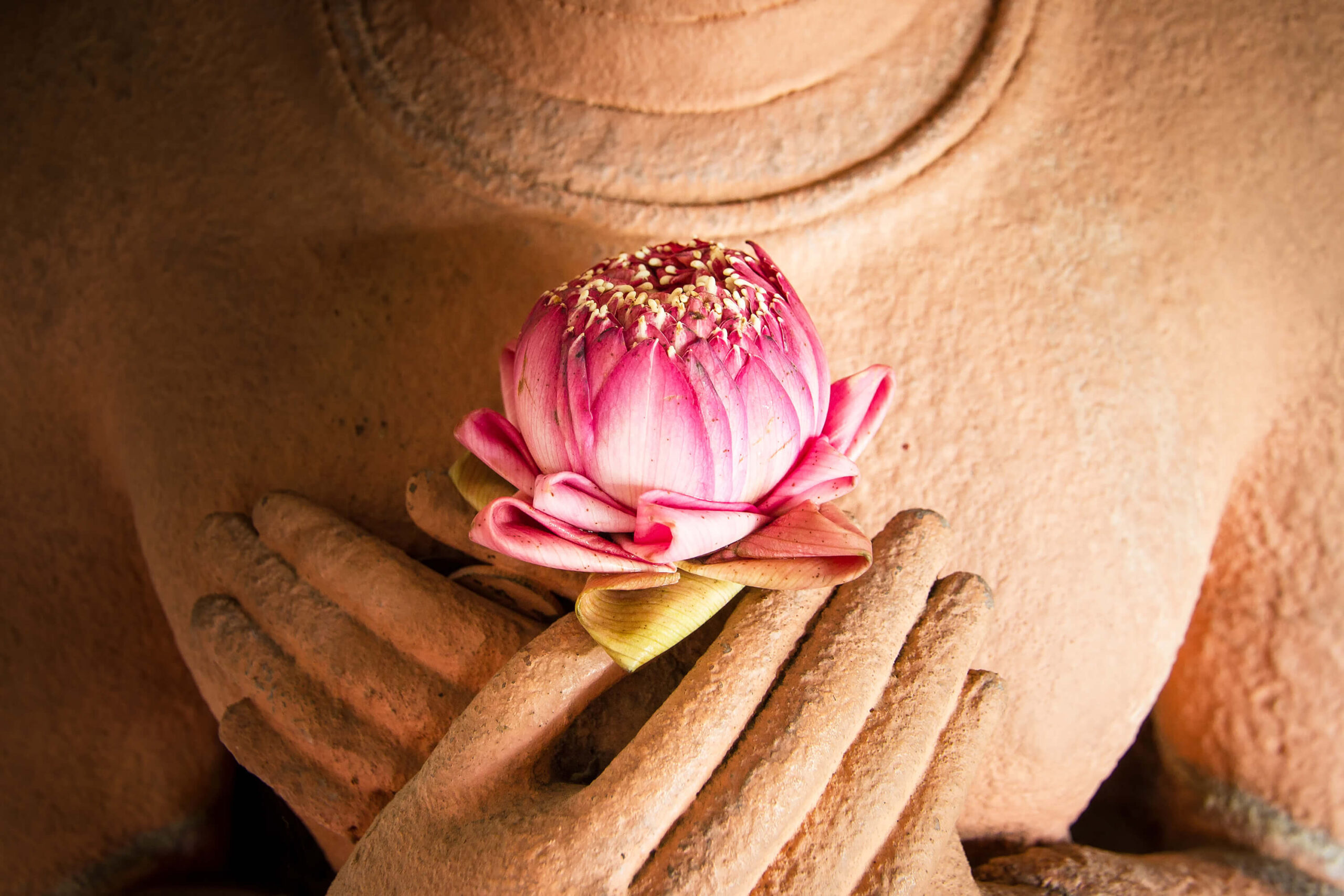 Lotus in the hands of sandstone Buddha